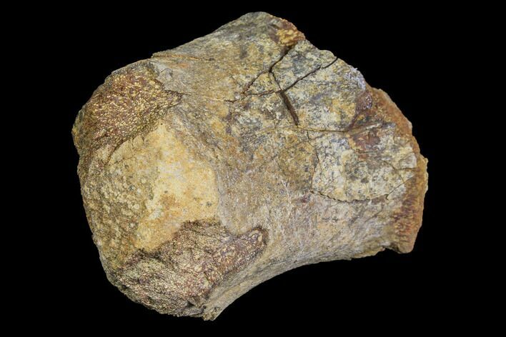 Fossil Hadrosaur Phalange (Toe) Bone - Aguja Formation, Texas #116492